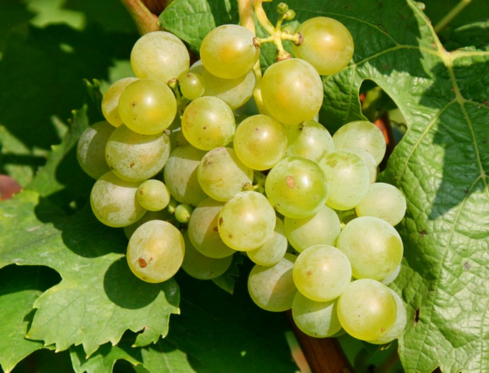 Exclusive Wine Tours - Сорта винограда в Германии